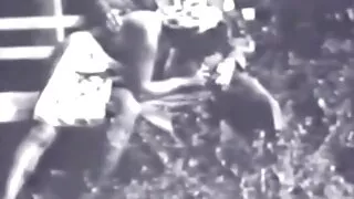 চমৎকার কুক্কুট একটি  ...